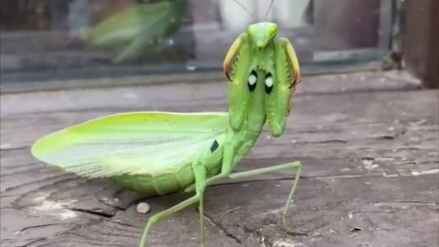 Mantis Turns Around and Assumes Defensive Stance Once Guy Touches Its Back