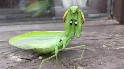 Mantis Turns Around and Assumes Defensive Stance Once Guy Touches Its Back