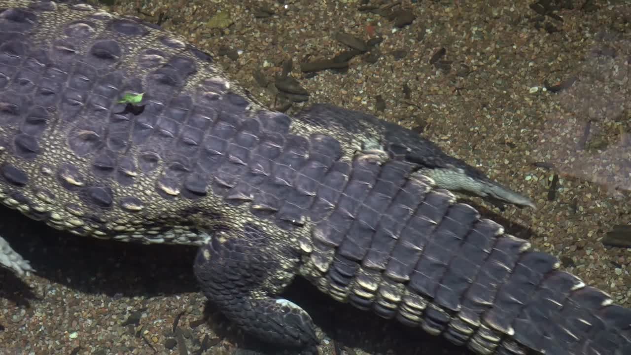 crocodile swimming beach view