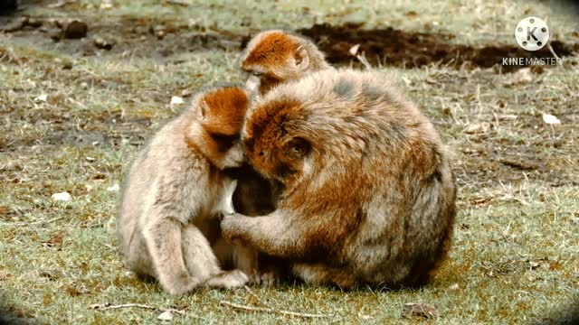 Monkey parents providing their son love edited video