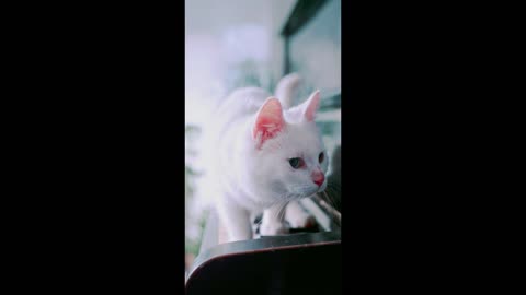 A cute cat walking over the piano