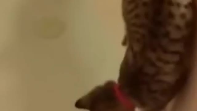 cute little cat in to the water makes you laugh!