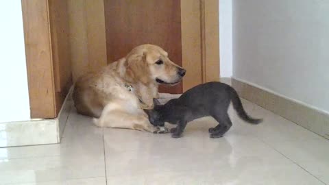 Gatos hermosos que aman sus peluches