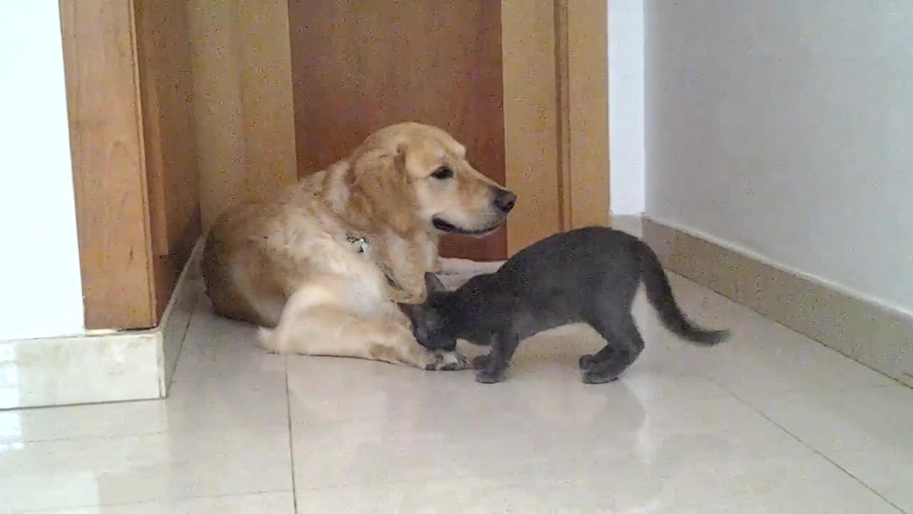 Gatos hermosos que aman sus peluches
