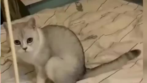 Intelligent Cat Trained by its Owner