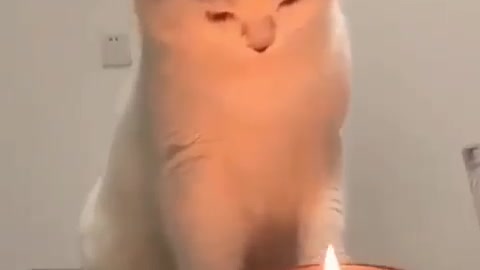 Curious Cat investigating on how to stop the candle light