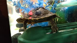 Rescued turtle