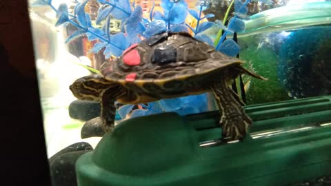 Rescued turtle