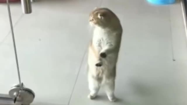 funny Cat videos| cute Cat