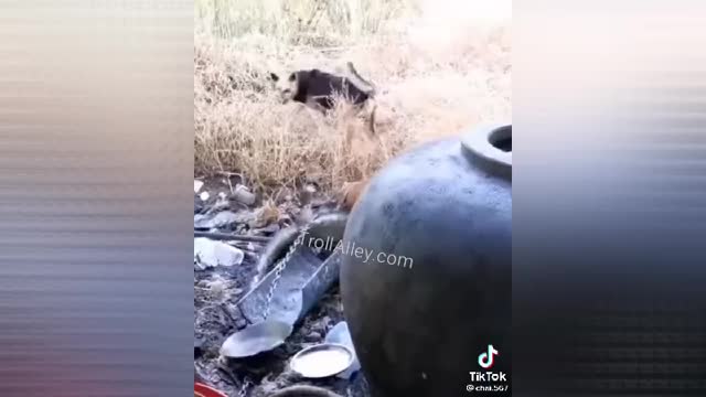 Pitbull Gets Into A Fight With A Alligator!