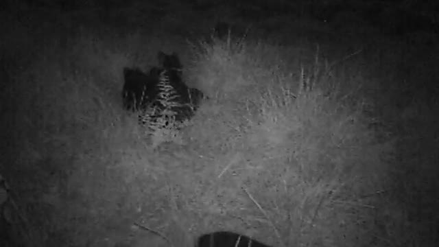 Trail Cam Half grown pigs