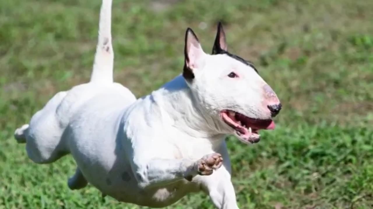 The Goofiest Looking Dog In The World!