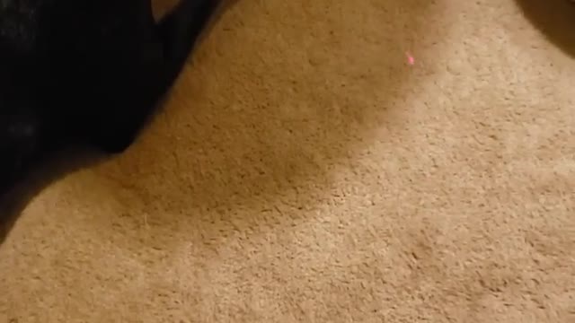 Doberman And Her Chihuahua Brother