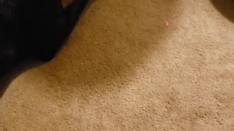 Doberman And Her Chihuahua Brother