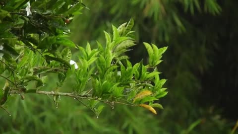 Nature beauty of the rainy day.