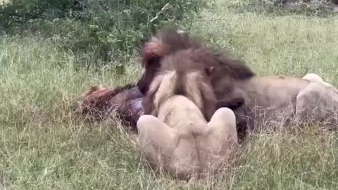 Cannibal Lions
