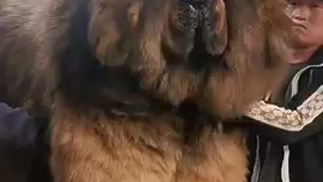 Biggest dog in the world Tibetan mastiff dogs