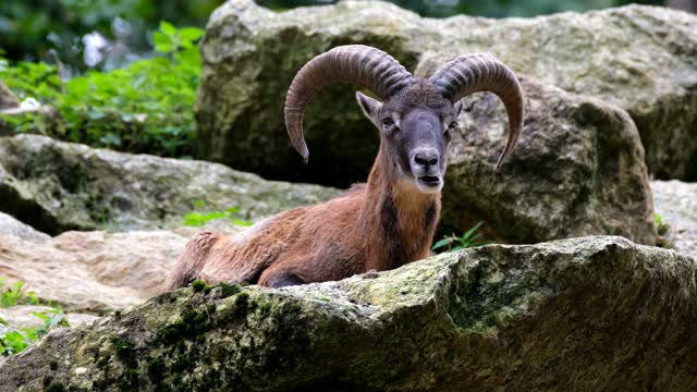 Mouflon In Forest Best Scenes 👌 ❤️ 😍