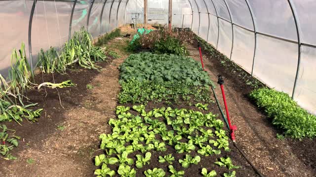 Added Fan in large hoop house