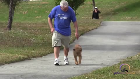 Dog Training Golden Retriever Colors Dark Golden Puppy Dog Training