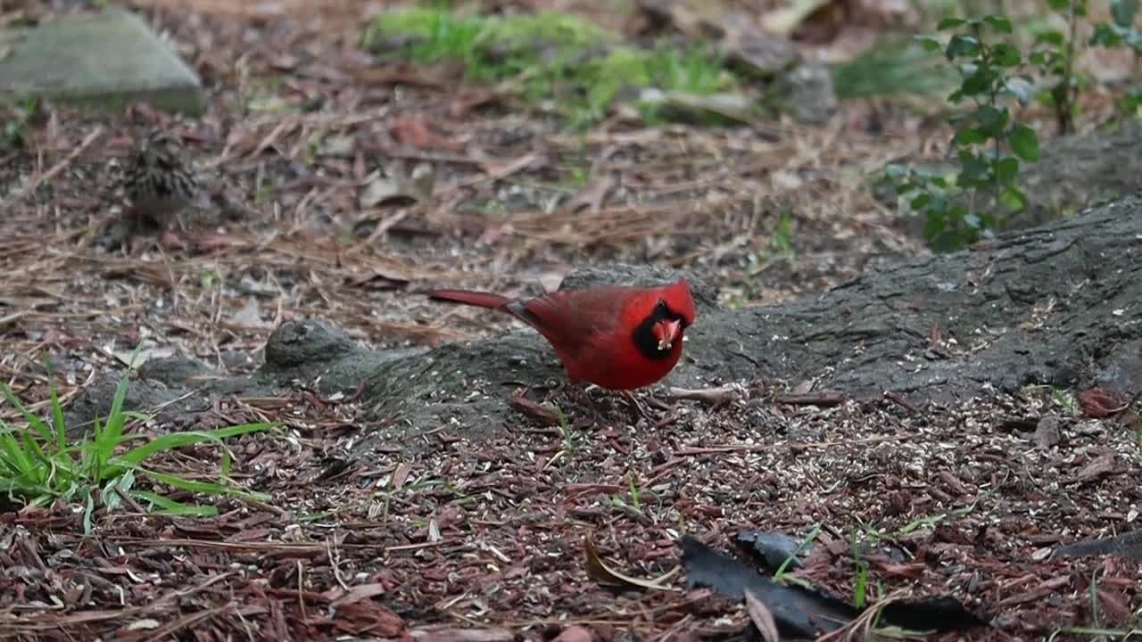 Close Up View of Northern Cardinal Birds