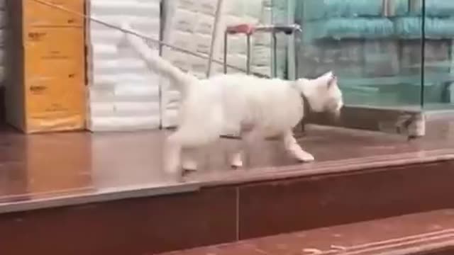 Funniest Cats and Dogs😁🤣