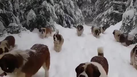 snow dogs