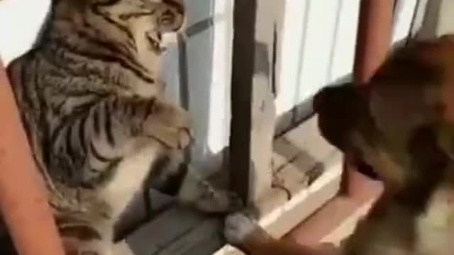 Fight Compilation | funny fight cats and dog