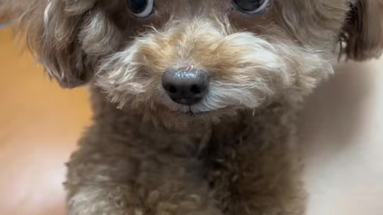 #cute#dog#podd
