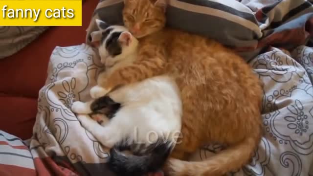 Fanny cats,,cats love,, Cat's video,,, cats lover