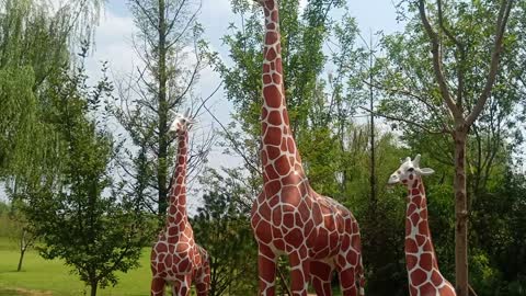 Are these three giraffes a family?