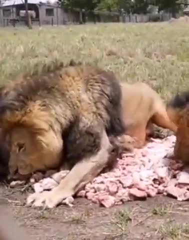 lion and food