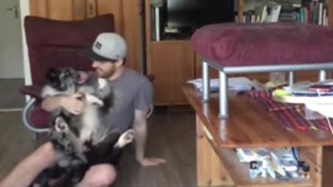 Australian Shepherd performs trustfall with owner in epic slow motion