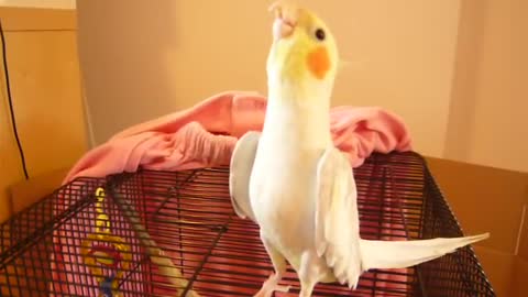 Charming -Cockatiel sings mickey mouse march##/