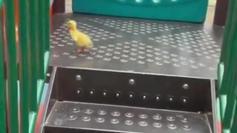 Shorts - Slide
