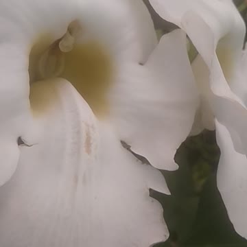 beautiful white flower