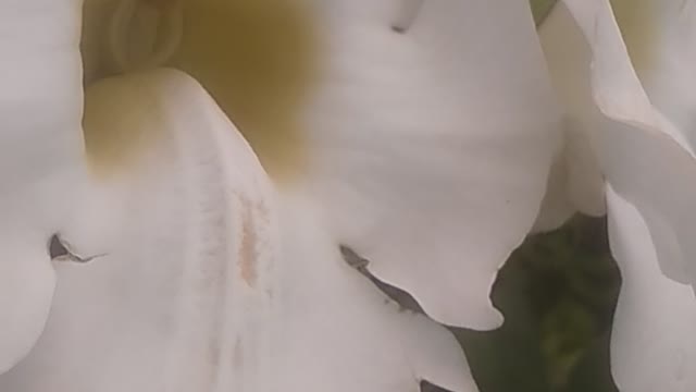 beautiful white flower