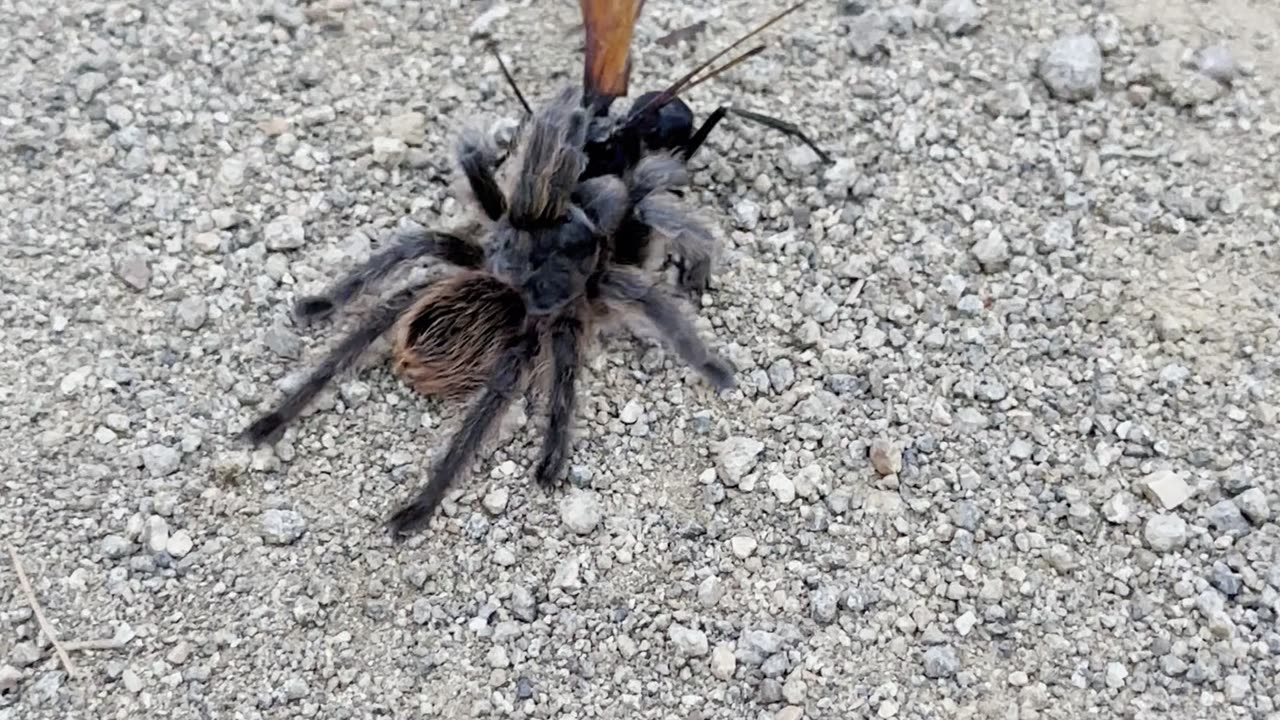 Tarantula Hawk with a Paralyzed Tarantula