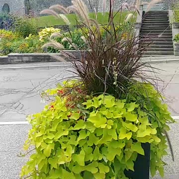 Niagara Falls skys today full with cloked ships