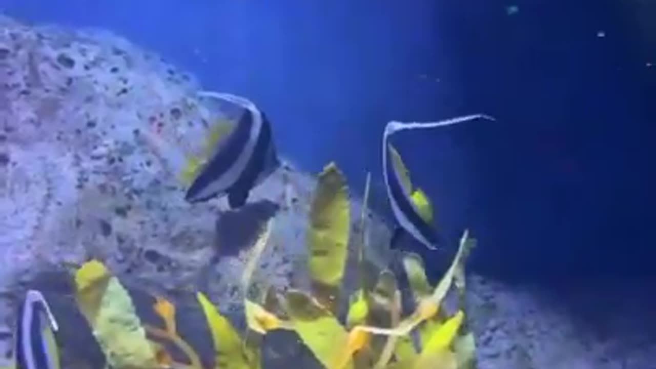 unusual tropical fish