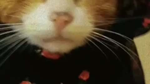 Funny and lovely cat video 🐈