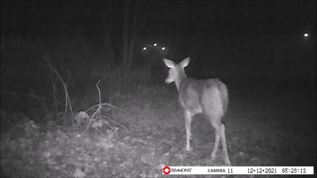 Backyard Trail Cam - Pair of Does