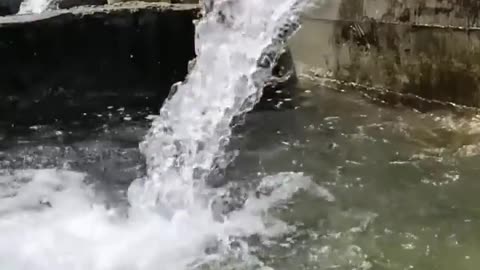 Amazing fish jump 🐟 😍