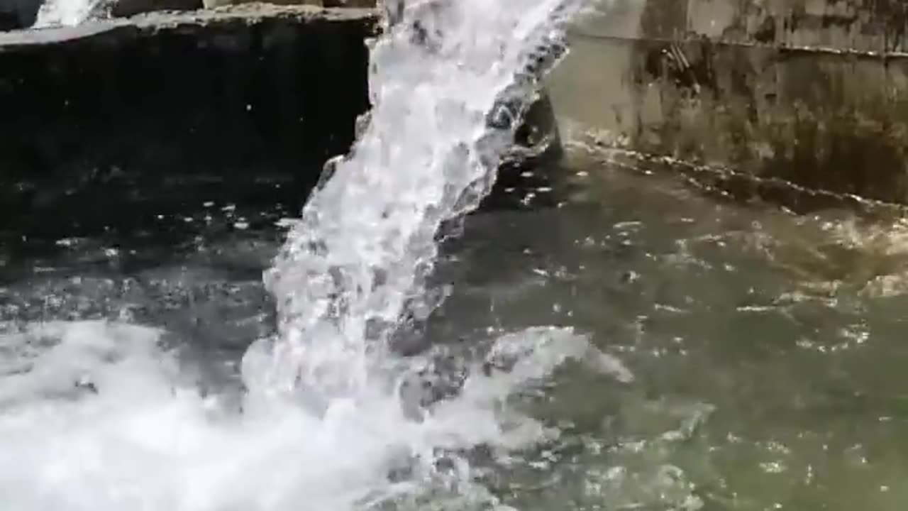 Amazing fish jump 🐟 😍