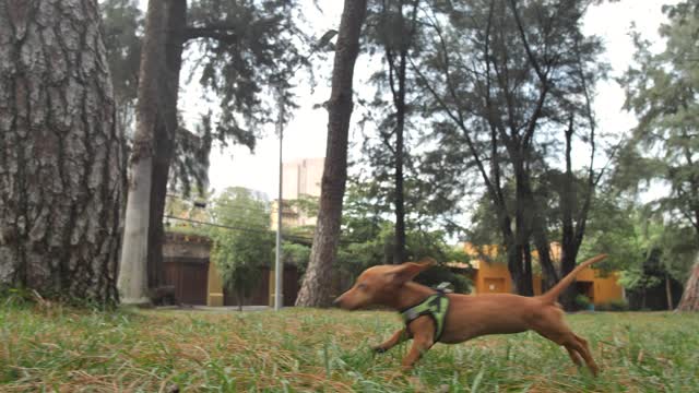 Dachshund canine going through a recreation center to arrive at its proprietor 2021