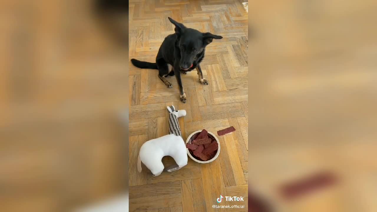 Dogs reaction on poison food