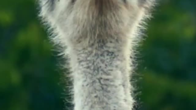 Long Neck Bird Rapping Young Jeezy