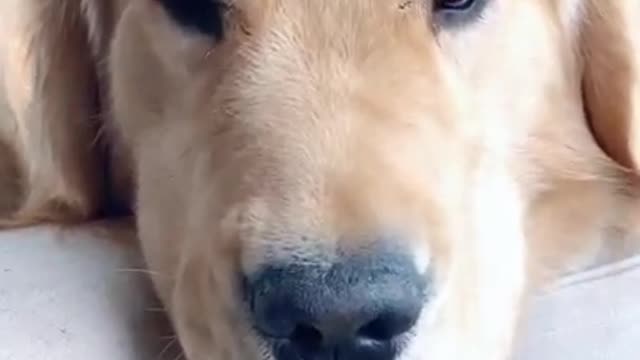 Cute Dogs And Cats That Will Make You Laugh 😂 - Funny Animal Compilation #Shots