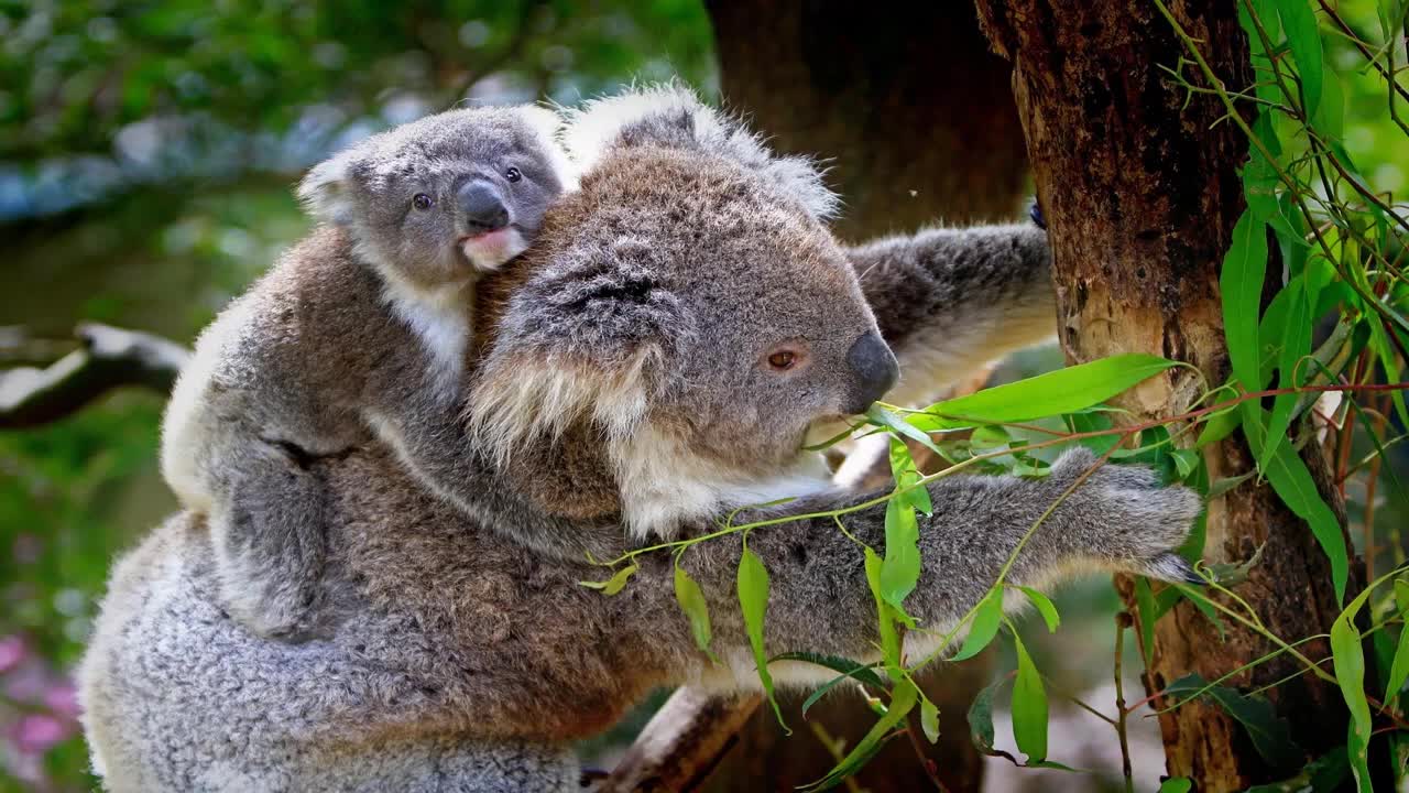 Koala's are one of the most Fascinating animals on the Planet!