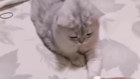 Funny cat video